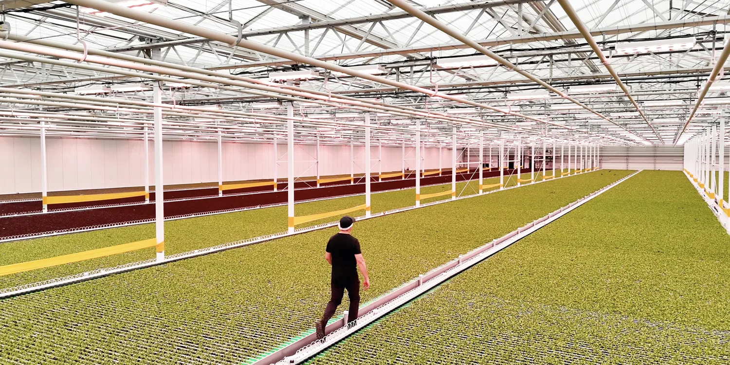 Haven’s King City greenhouse is fully automated, which allows the company to grow indoor crops with minimal human intervention — although Disawar is on hand to troubleshoot